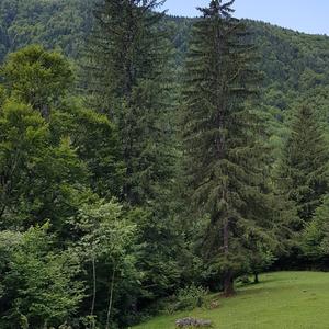 Norway Spruce