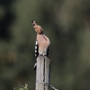 Eurasian Hoopoe