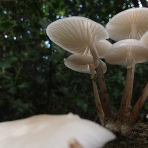 Porcelain Fungus