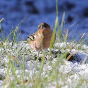 Eurasian Chaffinch