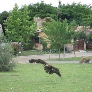 Golden Eagle