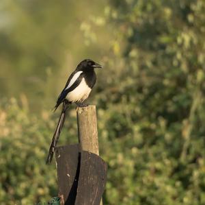 Black-billed Magpie