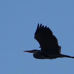 Grey Heron