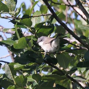 Lesser Whitethroat