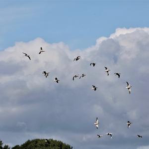 Greylag Goose