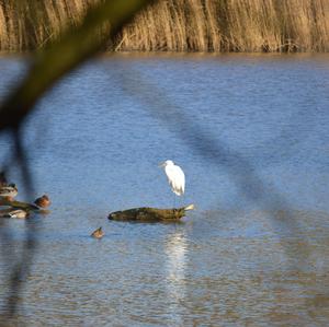 Great Egret