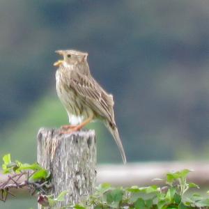 Corn Bunting