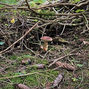 Bay Bolete