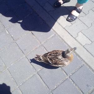 Mallard