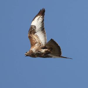 Common Buzzard