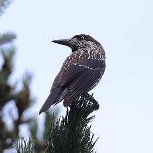 Spotted Nutcracker