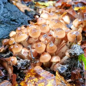 Honey Fungus