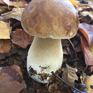 King Bolete