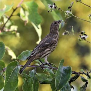 House Finch