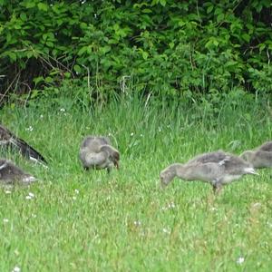 Greylag Goose