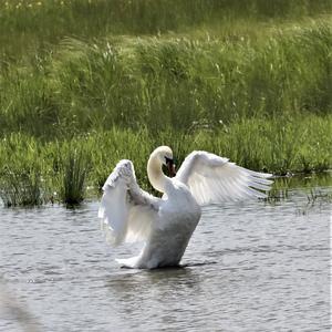 Mute Swan