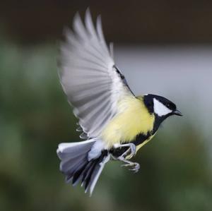 Great Tit