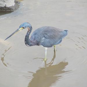 Tricoloured Heron