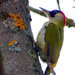 Eurasian Green Woodpecker