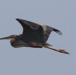 Purple Heron