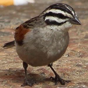 Cape Bunting