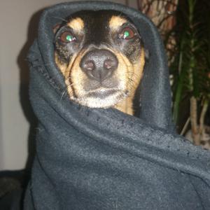 Zwergpinscher