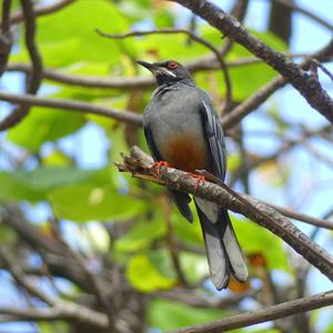 Red-legged Thrush