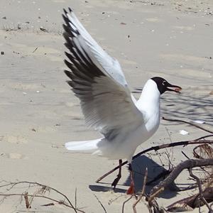 Black-headed Gull