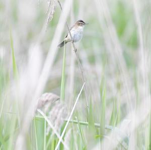 Sedge Warbler