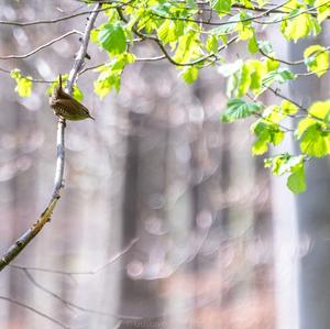 Winter Wren