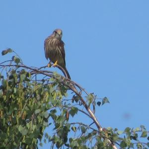 Common Kestrel