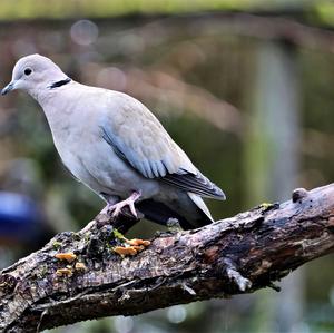 Eurasian Collared-dove