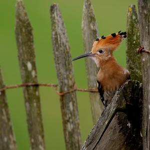 Eurasian Hoopoe