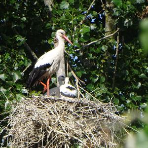 White Stork