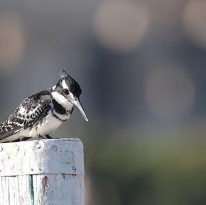 Pied Kingfisher