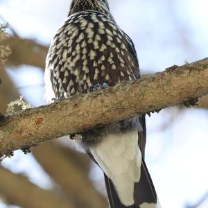 Spotted Nutcracker