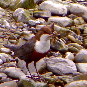 White-throated Dipper