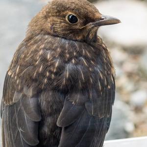 Eurasian Blackbird