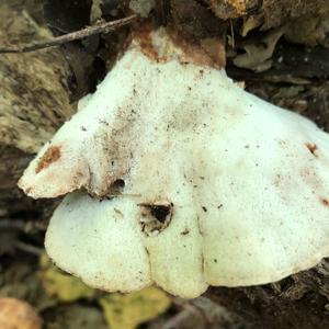 Resinous Polypore