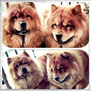 Chow Chow