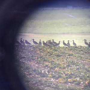 Großer Brachvogel