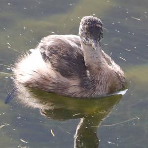 Little Grebe