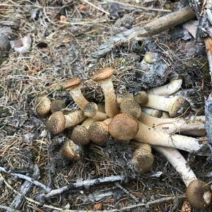 Brown Puffball