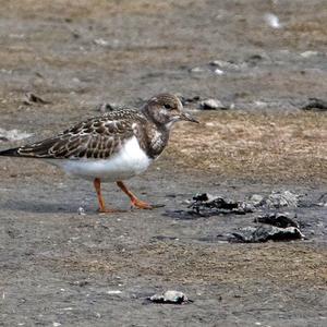 Ruddy Turnstone