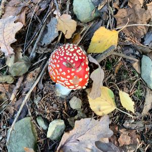 Fly Agaric