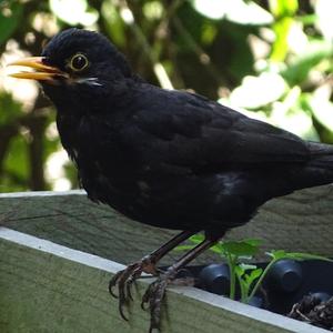 Eurasian Blackbird