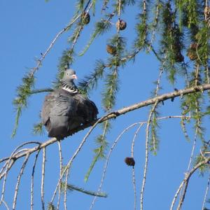 Common Wood-pigeon