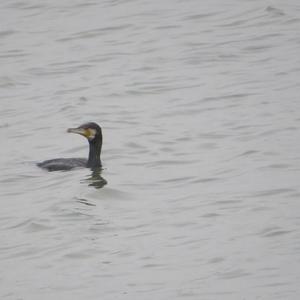 Great Cormorant