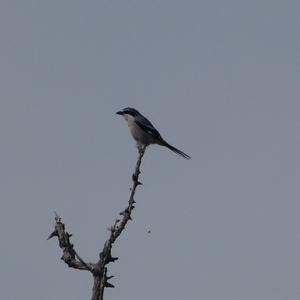 Great Grey Shrike