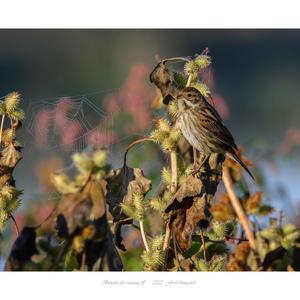 Reed Bunting